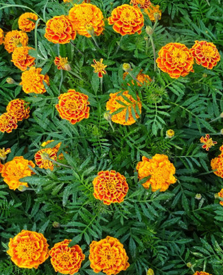 Foscos Marigold f1 seeds Seed(100 per packet)