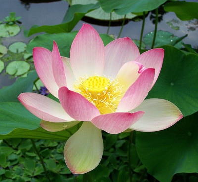 Paudha Lotus Flower Seed(8 per packet)