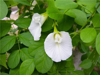 AquinnahGaden Aparajita/ Butterfly Pea Plant(Hybrid, Pack of 1)