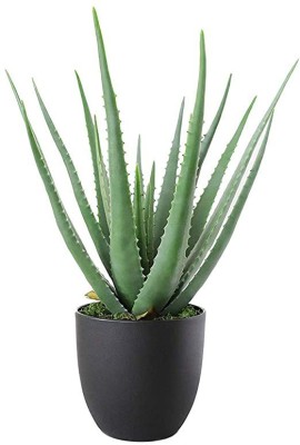 Heaven Of Saplings Aloe Vera Plant(Hybrid, Pack of 1)