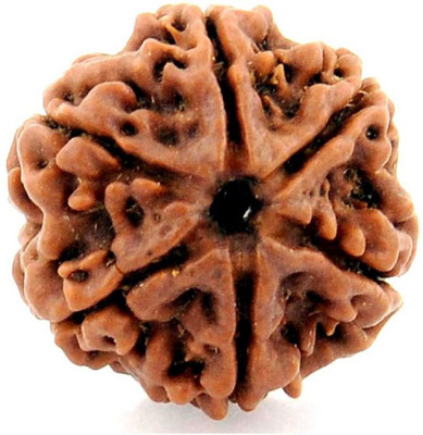 ShivaRatna 6 Mukhi Lab Certified Rudraksha (Origin Nepal) Good Shape & Matured Bead Wood Locket