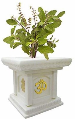 GreenyOn Tulsi Plant(Hybrid, Pack of 1)