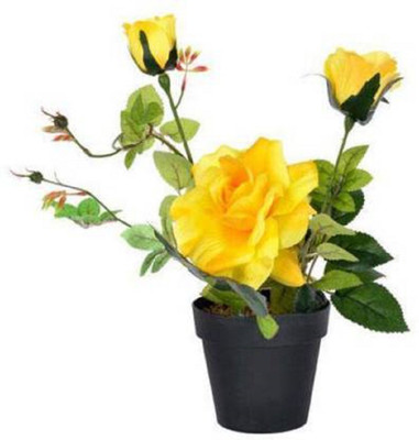 Starlink Rose Plant(Pack of 1)