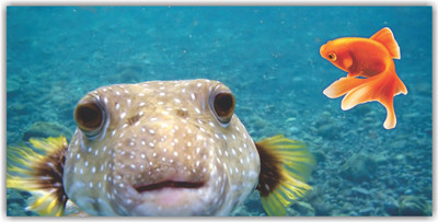 Jump up 60 cm Sea Level Self Adhesive Sticker(Pack of 1)