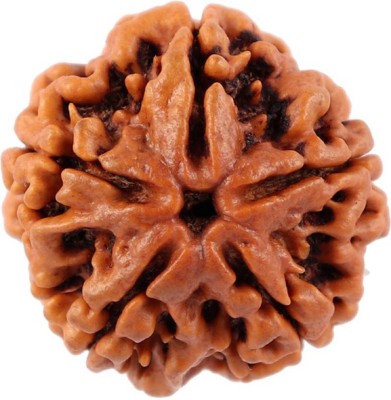 SHIVOHAM 5 Mukhi Lab Certified Rudraksha (Origin Nepal) Good Shape & Matured Bead (Size 18-23mm) Wood