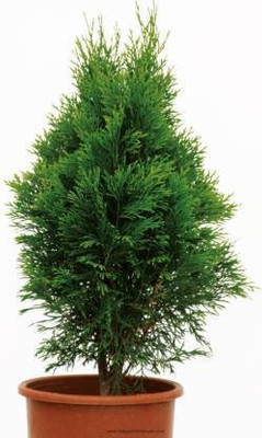 GreenyOn Christmas Tree Plant(Hybrid, Pack of 1)