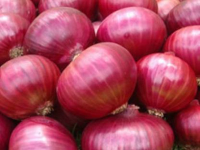 CRIWIN ONION Seed Seed(25 per packet)
