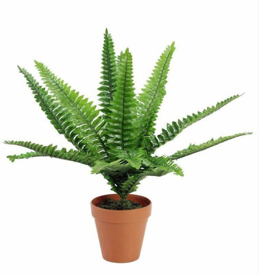 pankaj nursery Fern Plant(Hybrid, Pack of 1)