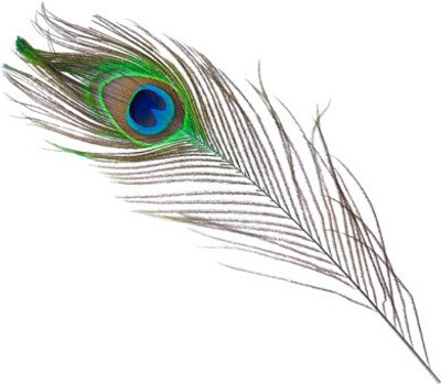 ombuzz Pack of 4 Decorative Feathers(45-50cm cm Peacock Feather)