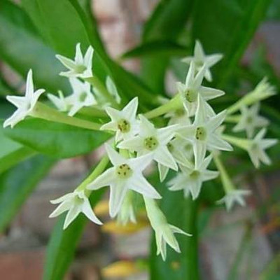 pankaj nursery Night Bloom Jasmine Plant(Hybrid, Pack of 1)