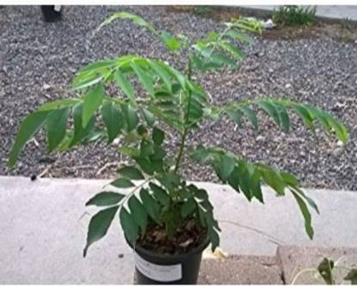 pankaj nursery Curry Leaf Plant(Pack of 1)