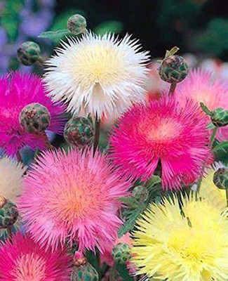 ACCELCROP CORNFLOWER MIXED FLOWER Seed(30 per packet)