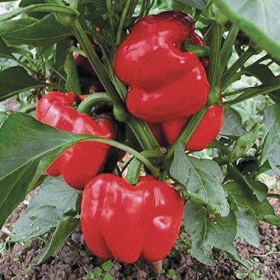 VibeX HUA-31 - Red Wonder Capsicum/bellpepper - (1350 Seeds) Seed(1350 per packet)