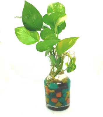 GreenyOn Money Plant(Hybrid, Pack of 1)