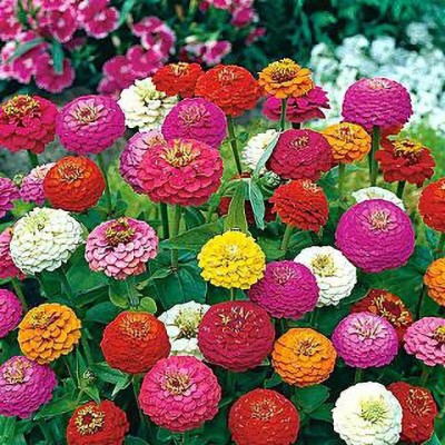 KOLKATA ORCHID ONLINE Zinnia Mix Flower Seeds (Pack Of 50) - round the year flower Seed(50 per packet)