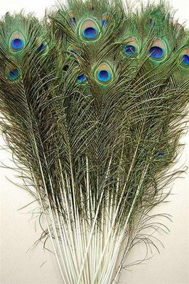 Weird Pack of 5 Decorative Feathers(40-45cm Peacock Feather)