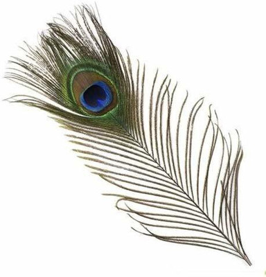 DIARA Pack of 10 Decorative Feathers(30 cm Peacock Feather)