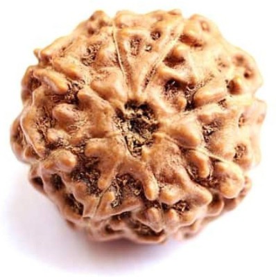 SHREE JAGDAMBA BHAWAN EIGHT FACED (MUKHI ) RUDRAKSHA INDONESIA ORIGIN Wood