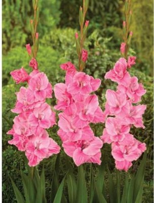 Starlink Lily Plant(Hybrid, Pack of 1)