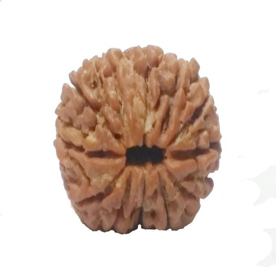 RUDRA UNIVERSE 12 mukhi rudraksha Wood
