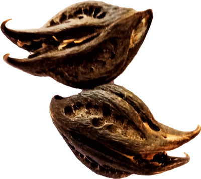 POOJA GHAR Bat Head Root Seed(6 per packet)