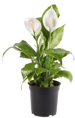 pb mandira plant Kaner Plant(Hybrid, Pack of 1)