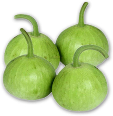 Bahan Traders Bottle Gourd -Lauki Seed(20 per packet)