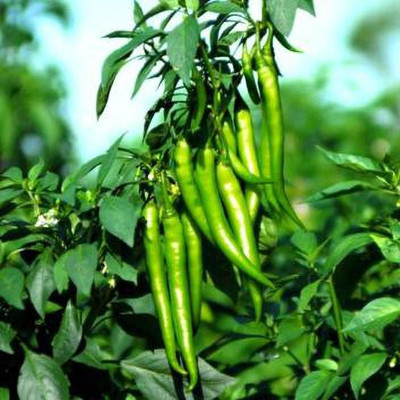 Paudha Green Chilli Seed(25 per packet)