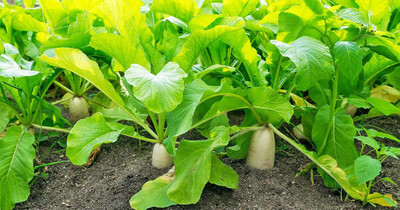 Paudha Radish Seed(60 per packet)