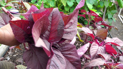 VibeX Farmer Hybrid Spinach Red(Amaranthus) Lal Saag Cheera Seeds Seed(20 per packet)