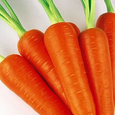 CYBEXIS Five-Star Baby Imported Carrot Variety2000 Seeds Seed(2000 per packet)