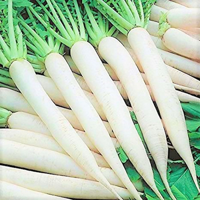 Srida Radish, Mooli, Muli Seed(50 per packet)