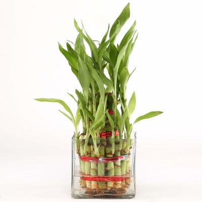 GIRISHA TRADERS Two Layer Bamboo Plant(Hybrid, Pack of 1)