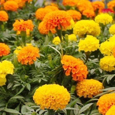 ME Traders Marigold African Mix Seed(36 per packet)