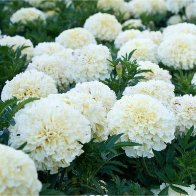 FERNSFLY® Marigold White Flower Seeds for Home and Garden seeds Pack for Gardening and planting. Seed(25 per packet)
