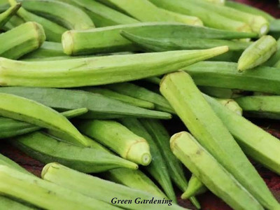RoyalGardening Lady finger, Bhindi Seed(50 per packet)