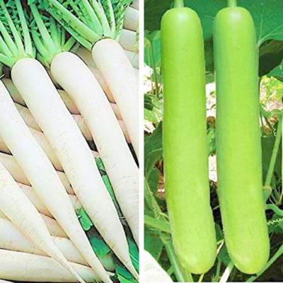 Srida SRIDA Hybrid Mooli Radish s & Lauki Bottle Gourd Seed(20 per packet)