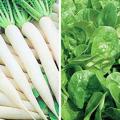 Srida SRIDA Hybrid Combo Palak Spinach Seeds & Long Mooli Radish Seeds(1 Packet Each) for Kitchen Terrace Gardening Seed(50 per packet)