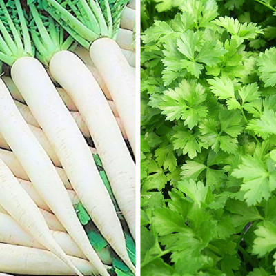 Srida SRIDA Hybrid Combo Long Mooli Radish Seeds & Dhaniya Kothmir Coriander Seeds(1 Packet Each) for Kitchen Terrace Gardening Seed(50 per packet)