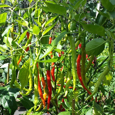 Kofy Green Chilli Seed(50 per packet)