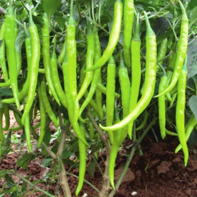 Kofy Green Chilli Seed(25 per packet)