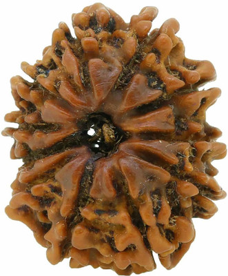 shahinpearlmart 11 Mukhi Rudraksha Eleven face (Natural Brown) Rare Himalayan Collections Nepali with Lab Certificate00 Wood