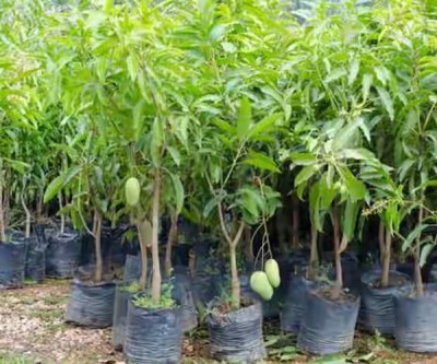 The Entacloo Mango Plant(Hybrid, Pack of 1)