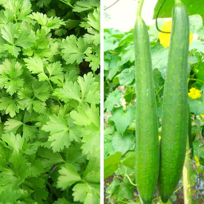 Srida Turai Sponge Gourd Seeds & Dhaniya Kothmir Coriander Seed(50 per packet)