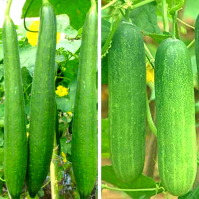 Srida Turai Sponge Gourd & Kheera Cucumber Seeds Seed(50 per packet)