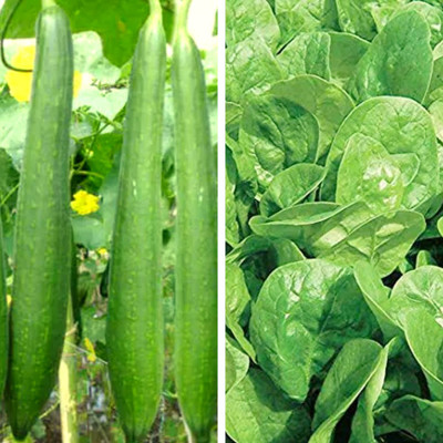 Srida Hybrid Palak Spinach & Turai Sponge Gourd Seeds Combo(1 Packet Each) for Kitchen Terrace Gardening, Hybrid Vegetable seeds Seed(50 per packet)