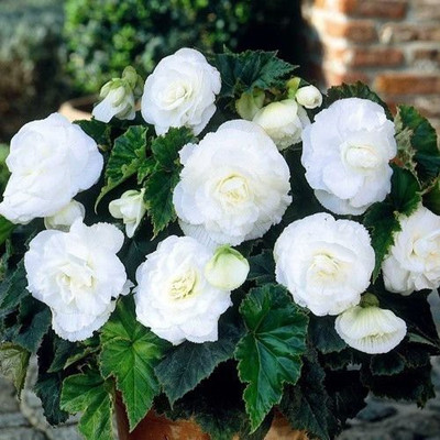 CYBEXIS XL-63 - Begonia Flower White Flower - (90 Seeds) Seed(90 per packet)