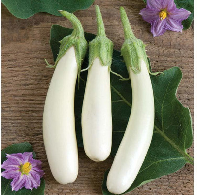 KANAYA F1 Brinjal Whie Long / Lambe safeed Baigne Seeds Foe Kitchen Gardening Seed(16 per packet)
