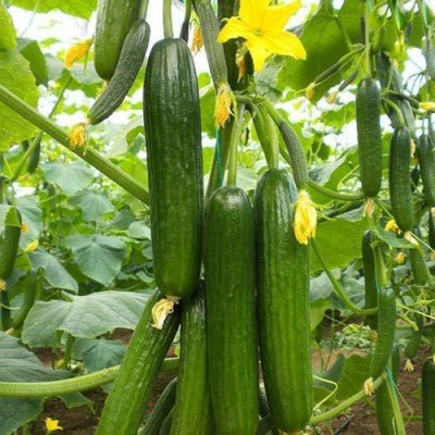 Qualtivate Cucumber Seed(500 per packet)