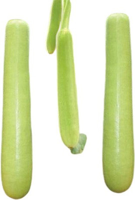 RoyalGardening Loki, Bottle Gourd seeds Seed(50 per packet)